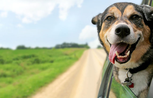 a happy german shepherd mix breed dog is hanging is tounge out of his mouth with his ears blowing in the wind as he sticks his head out a moving and drving car window.